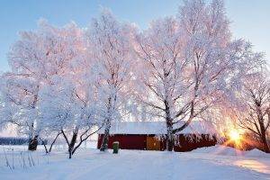 nature, Trees, Sunrise, Snow