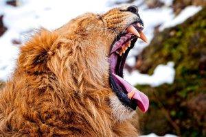 lion, Yawning, Animals