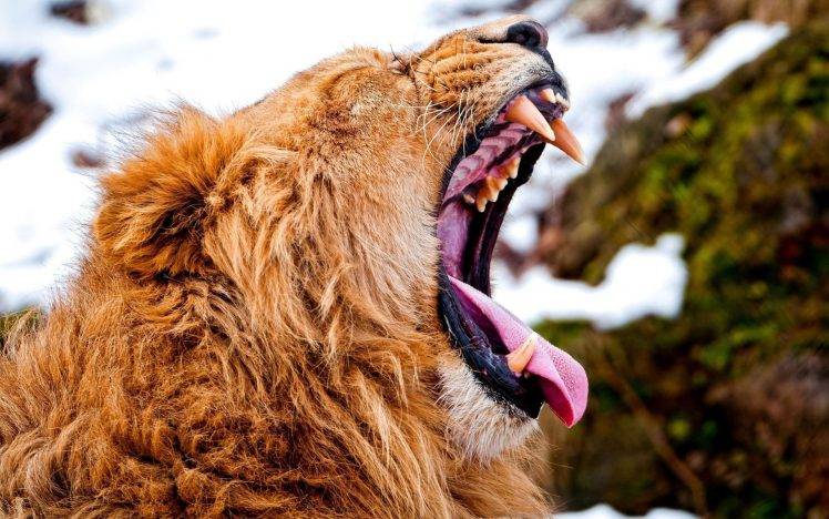 lion, Yawning, Animals HD Wallpaper Desktop Background