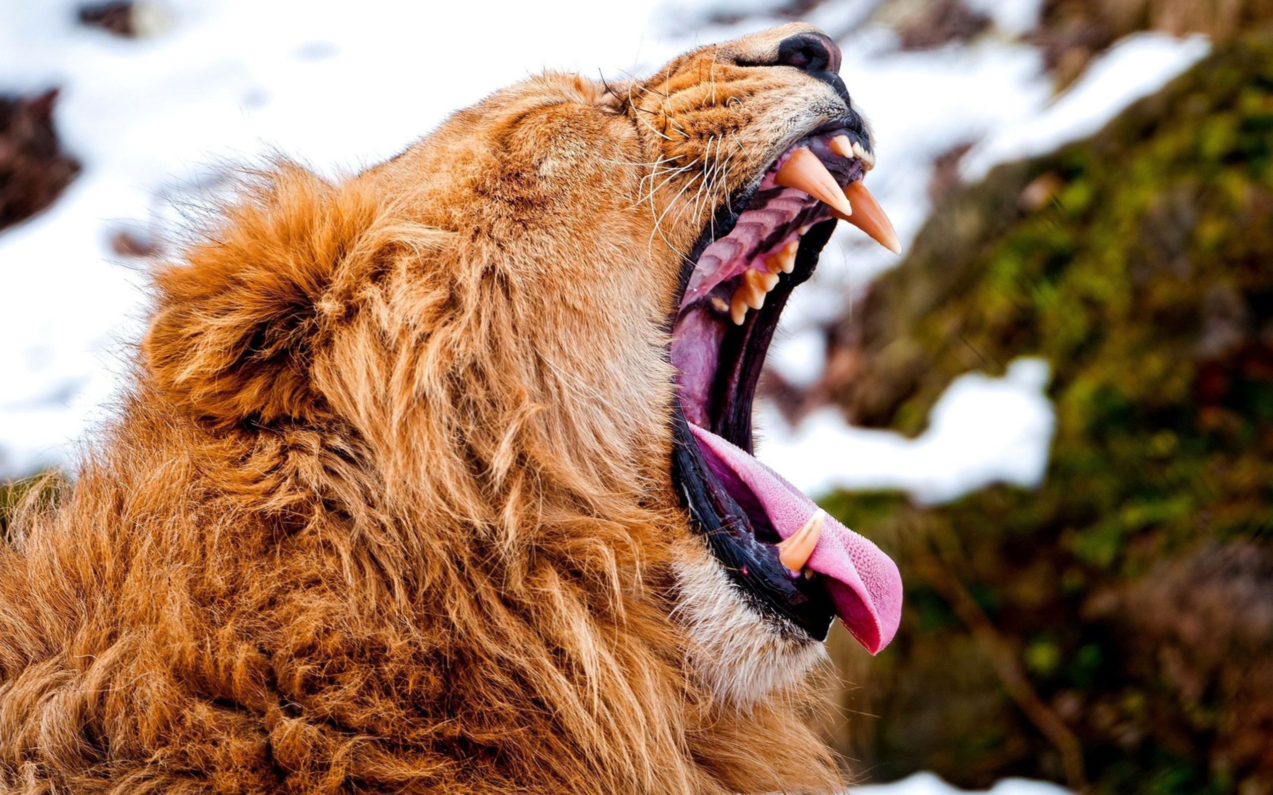 lion, Yawning, Animals Wallpaper