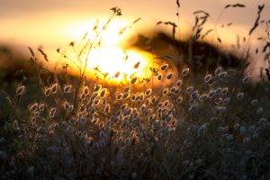 sunlight, Grass, Flowers, Depth Of Field, Nature