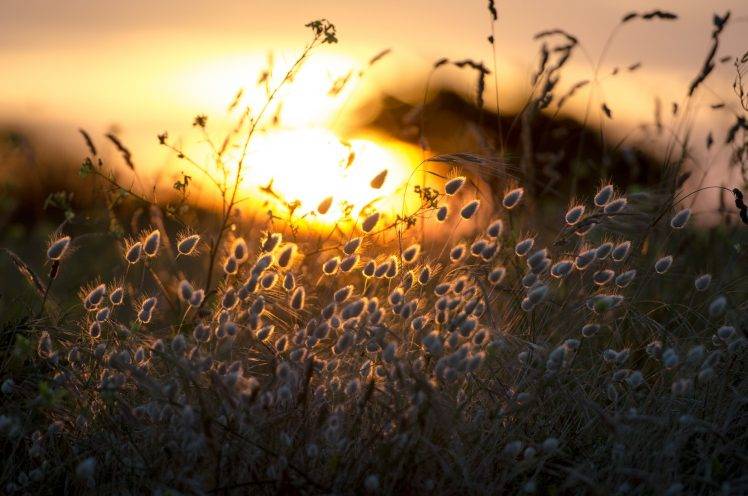 sunlight, Grass, Flowers, Depth Of Field, Nature HD Wallpaper Desktop Background