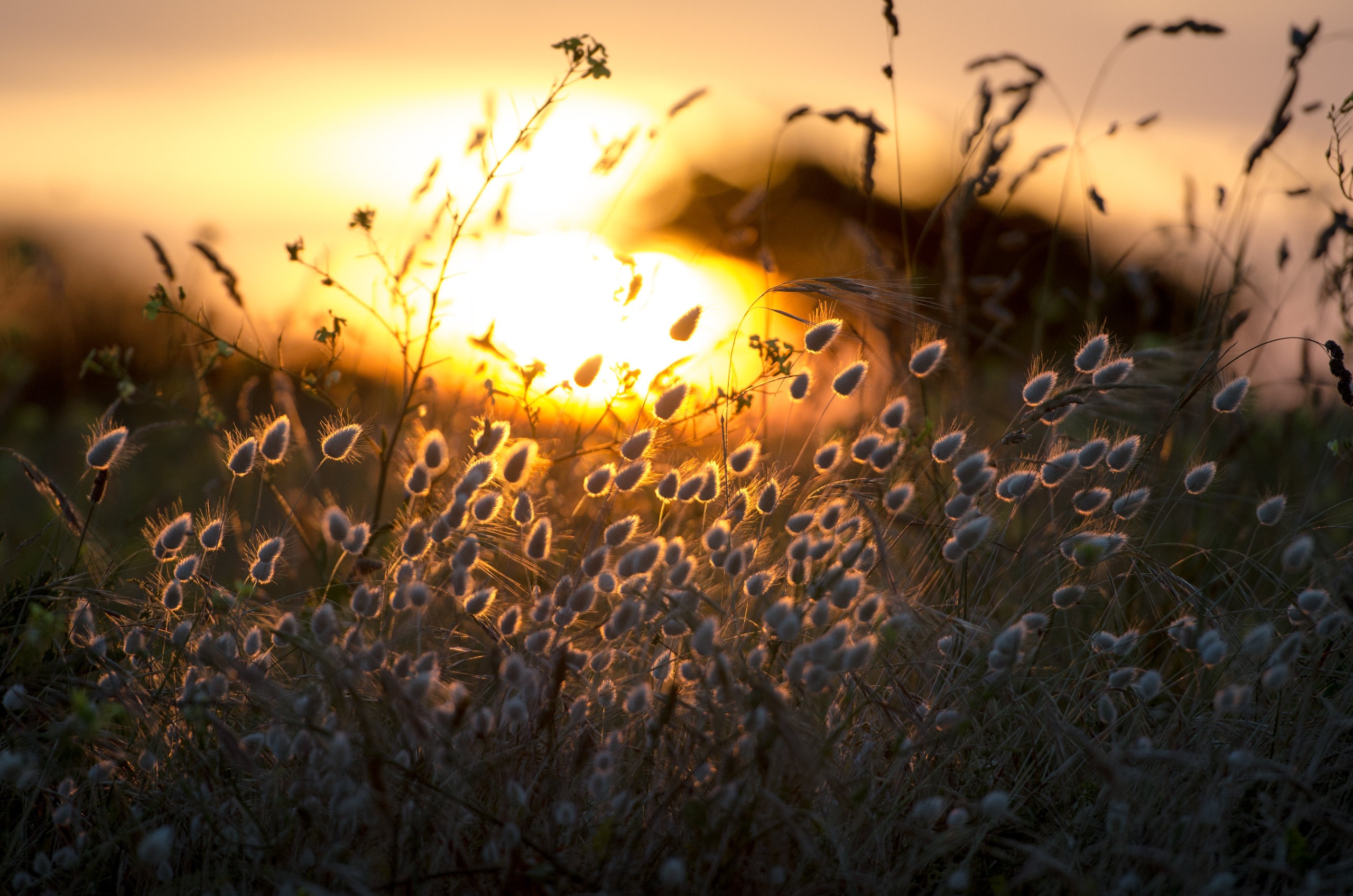 sunlight, Grass, Flowers, Depth Of Field, Nature Wallpaper