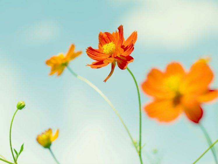flowers, Yellow, Orange, Sky, Green, Cosmos (flower), Orange Flowers HD Wallpaper Desktop Background