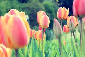 tulips, Dutch, Netherlands, Flowers, Clovers