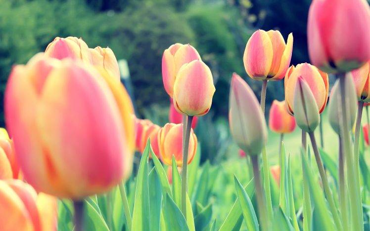 tulips, Dutch, Netherlands, Flowers, Clovers HD Wallpaper Desktop Background