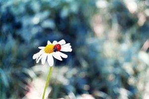 flowers, Ladybugs, Grass, Insect
