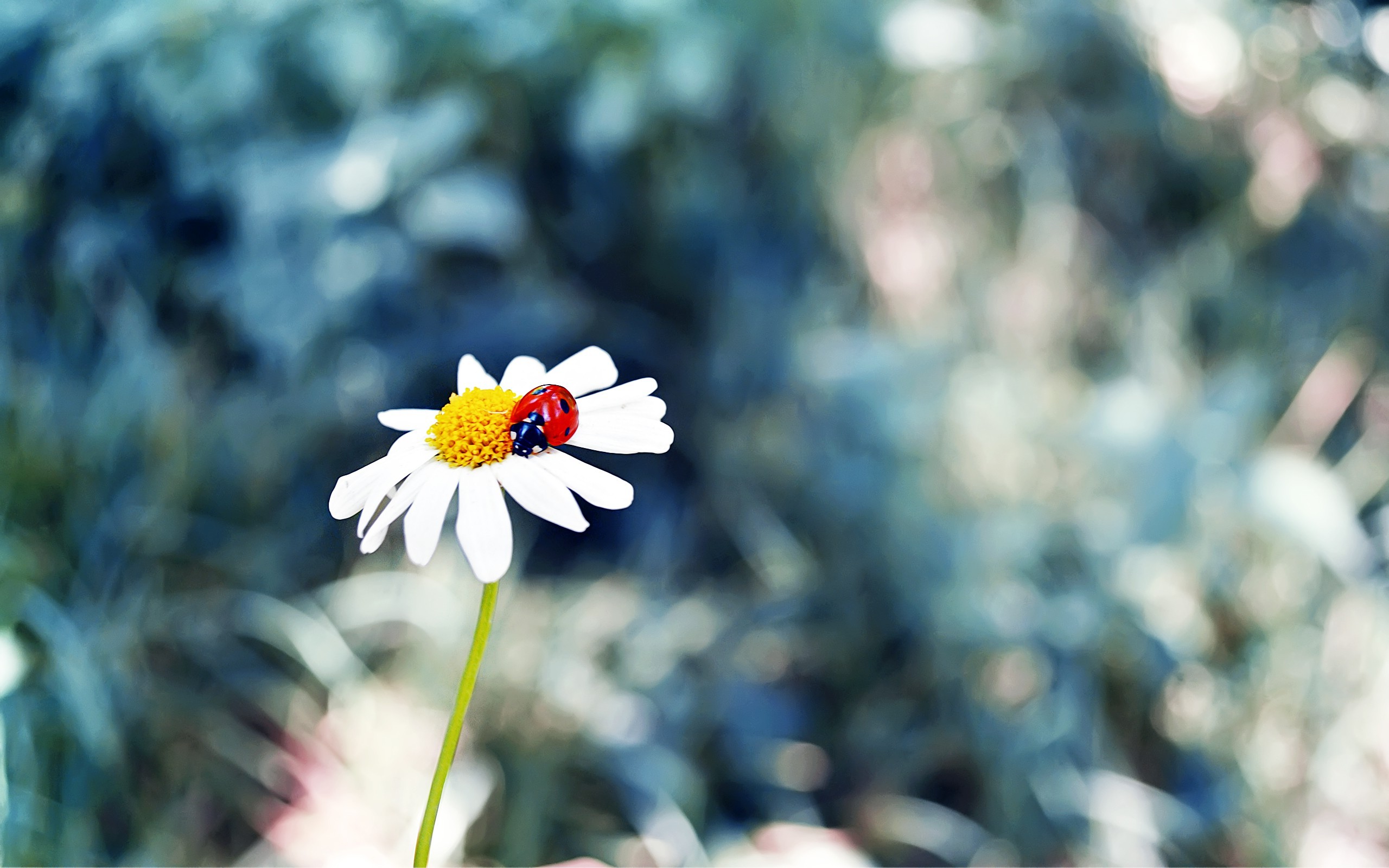 flowers, Ladybugs, Grass, Insect Wallpaper