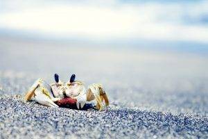 crabs, Sea, Sand, Animals, Crustaceans