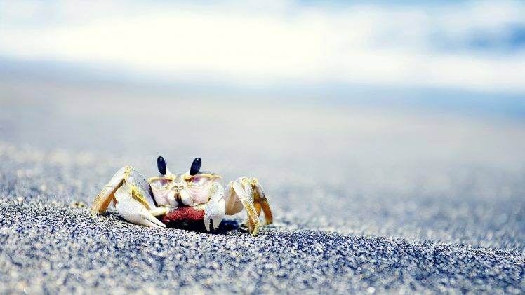 crabs, Sea, Sand, Animals, Crustaceans HD Wallpaper Desktop Background