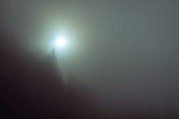 mist, Trees, Nature, Fall HD Wallpaper Desktop Background