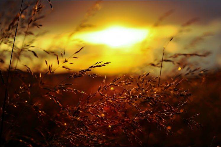 sunset, Grass, Golden Hour, Nature, Summer HD Wallpaper Desktop Background