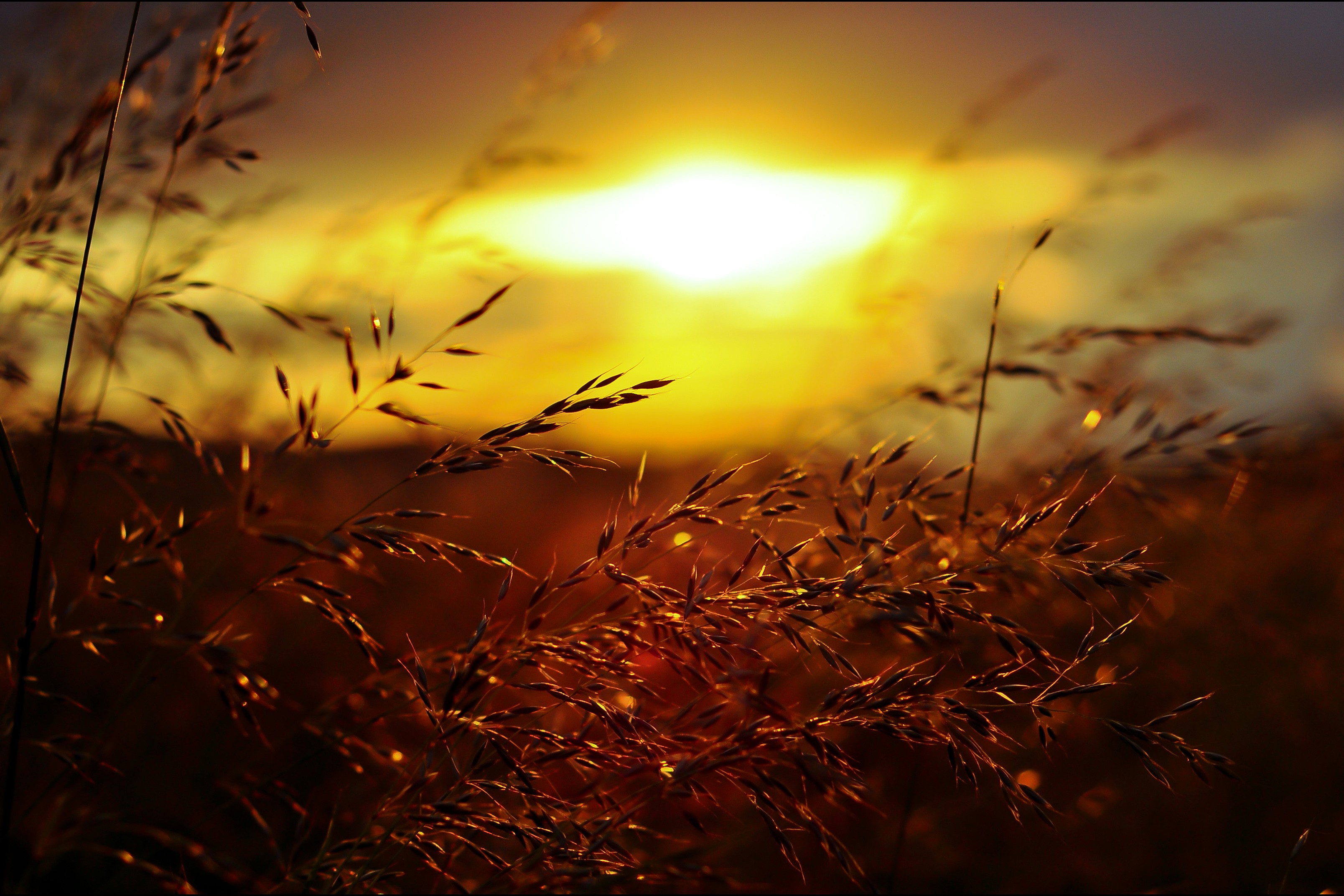 sunset, Grass, Golden Hour, Nature, Summer Wallpaper