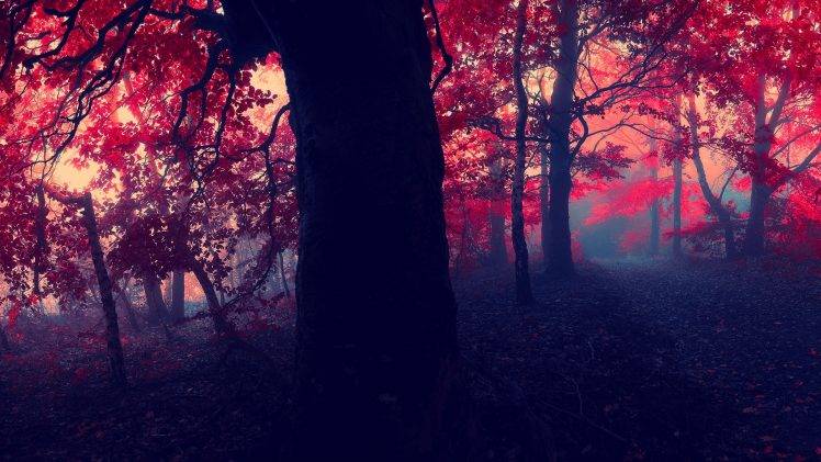 fall, Forest, Nature HD Wallpaper Desktop Background