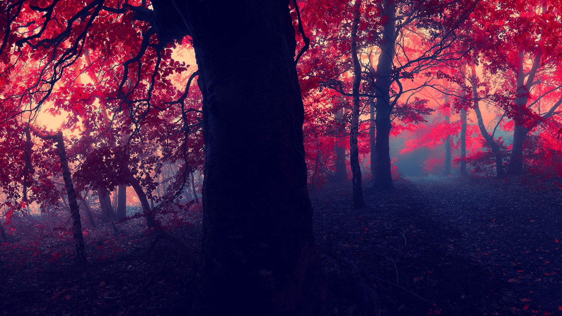 fall, Forest, Nature Wallpaper