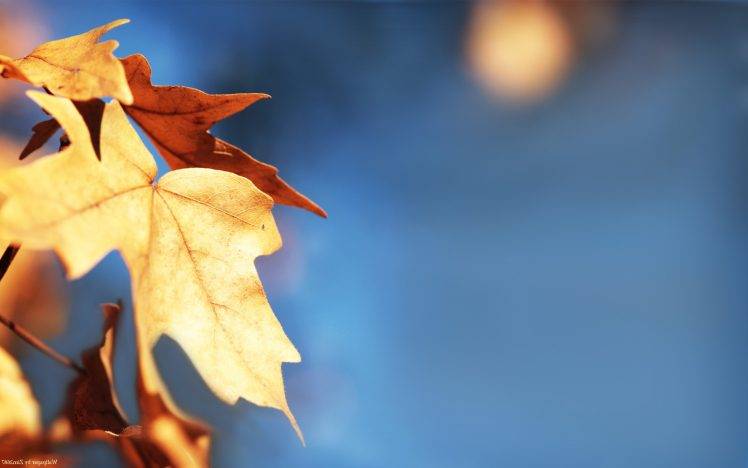 fall, Depth Of Field, Leaves, Macro, Nature HD Wallpaper Desktop Background