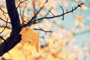 fall, Nature, Leaves, Twigs