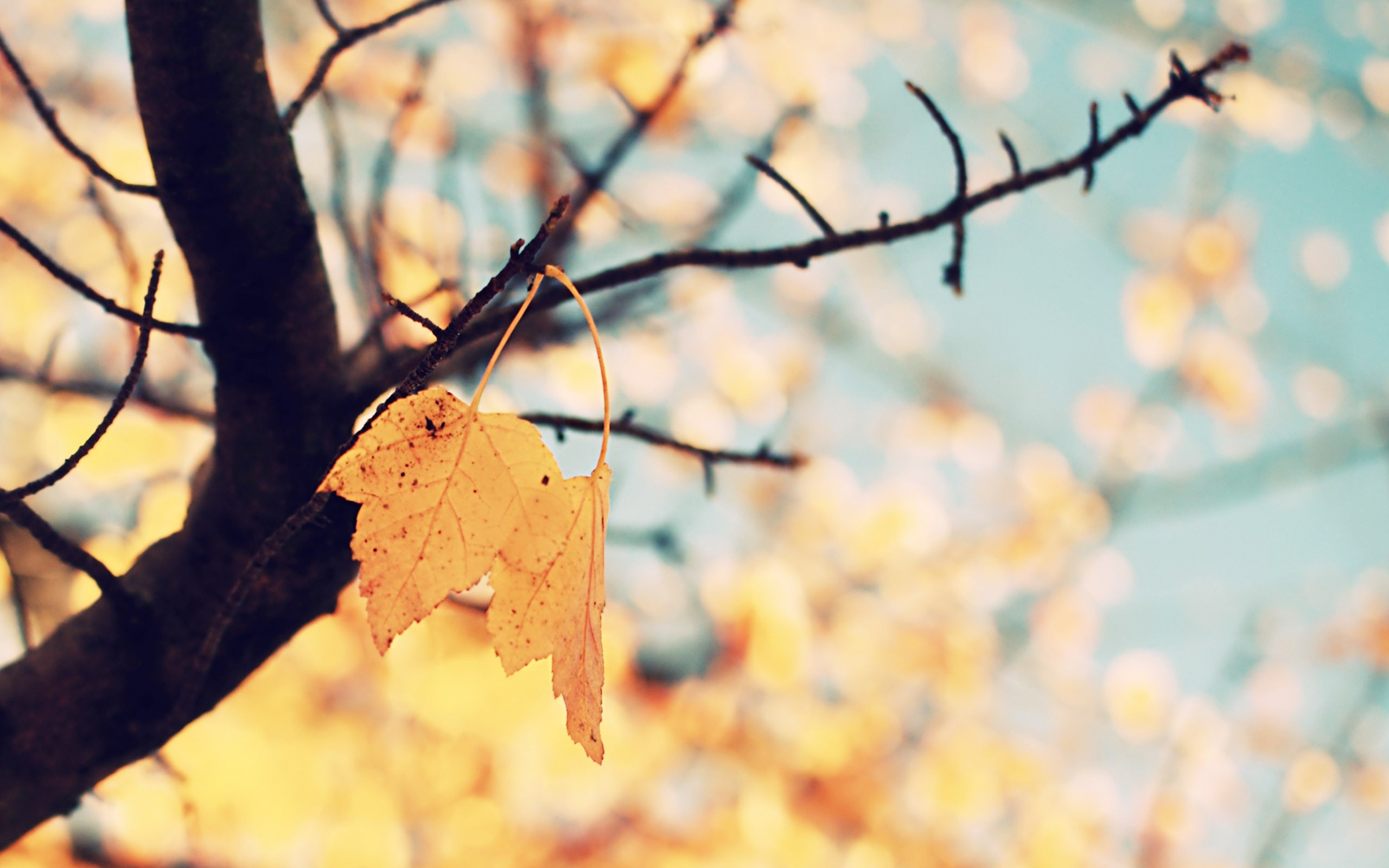 fall, Nature, Leaves, Twigs Wallpaper