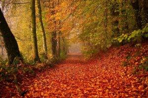 fall, Forest, Nature