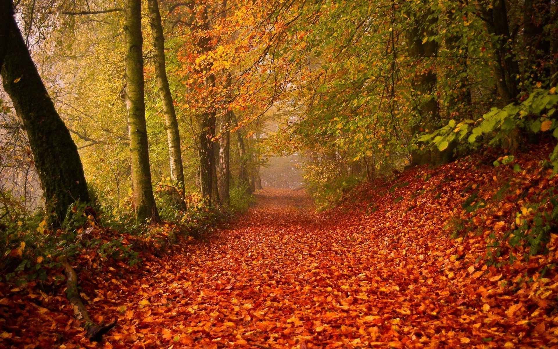 fall, Forest, Nature Wallpaper
