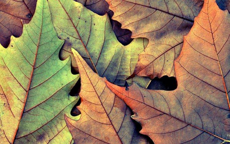 fall, Leaves, Nature HD Wallpaper Desktop Background