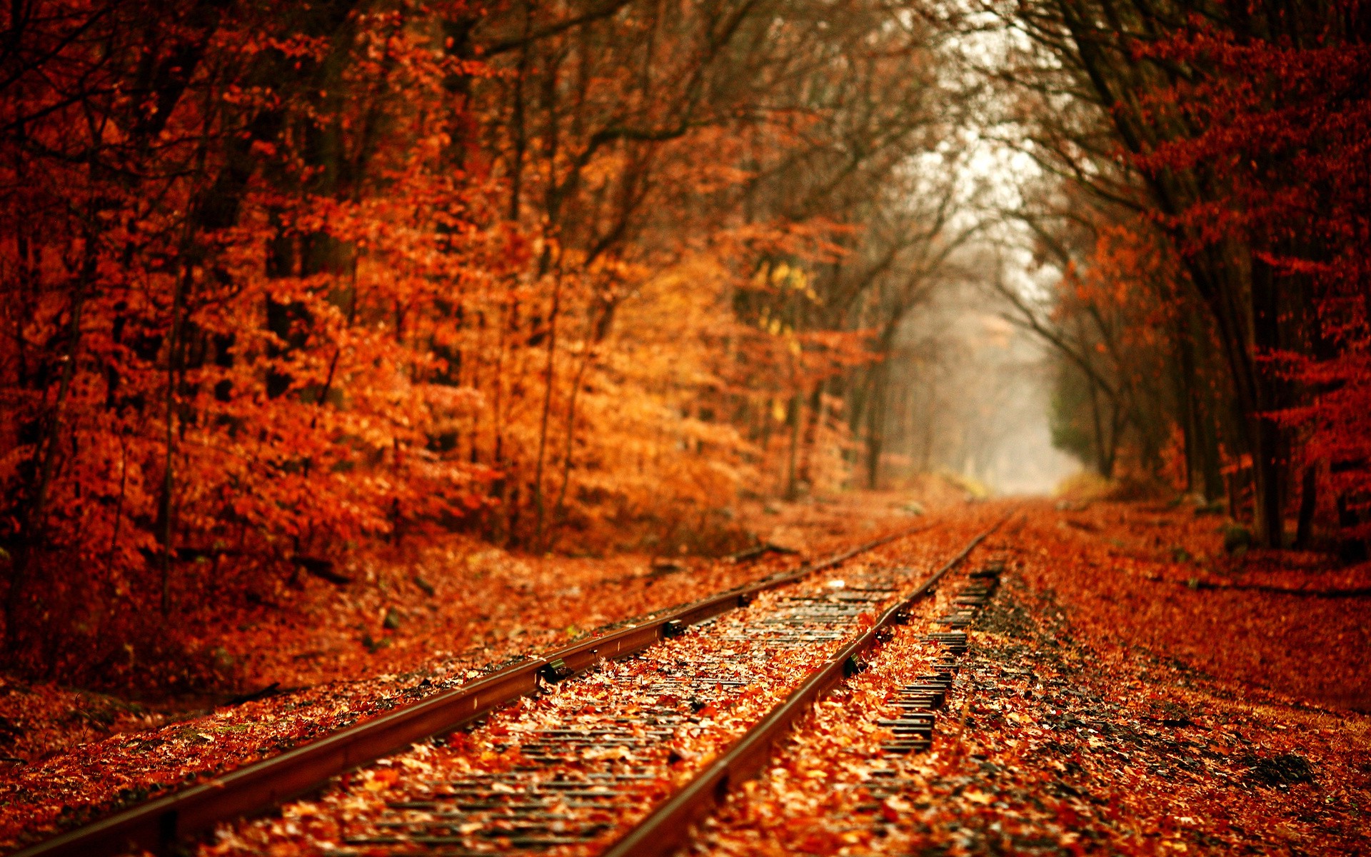 fall, Forest, Nature, Railway Wallpaper
