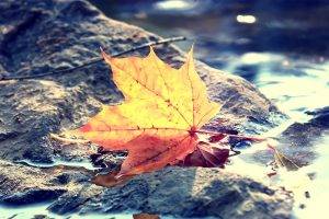 fall, Depth Of Field, Leaves, Macro, Nature