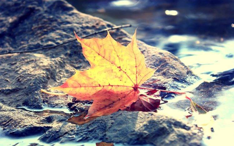 fall, Depth Of Field, Leaves, Macro, Nature HD Wallpaper Desktop Background