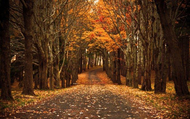 fall, Forest, Nature HD Wallpaper Desktop Background