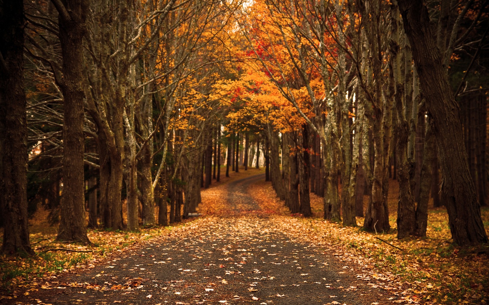 fall, Forest, Nature Wallpaper