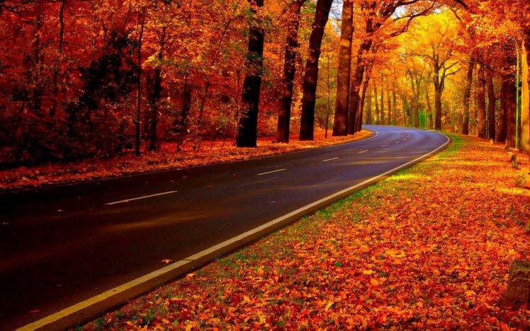 fall, Forest, Nature Wallpapers HD / Desktop and Mobile Backgrounds