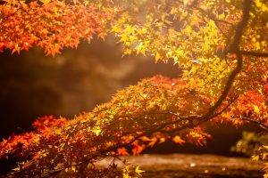fall, Nature, Leaves, Branch, Sunlight