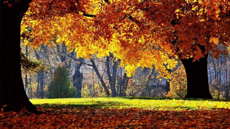 fall, Nature HD Wallpaper Desktop Background