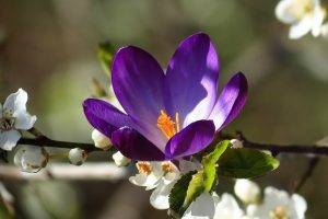 flowers, Purple, Macro, Plants, Nature, Violets, Purple Flowers, White Flowers