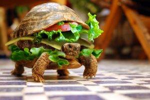 turtle, Sandwiches, Hamburgers, Photo Manipulation, Animals, Depth Of Field, Lettuce, Burger, Summer, Checkered