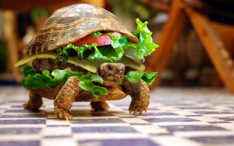 turtle, Sandwiches, Hamburgers, Photo Manipulation, Animals, Depth Of Field, Lettuce, Burger, Summer, Checkered HD Wallpaper Desktop Background