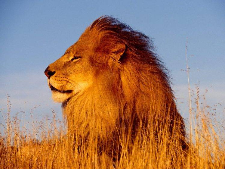 nature, Lion, Animals HD Wallpaper Desktop Background