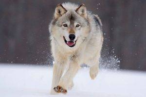 animals, Nature, Wolf, Snow, Run