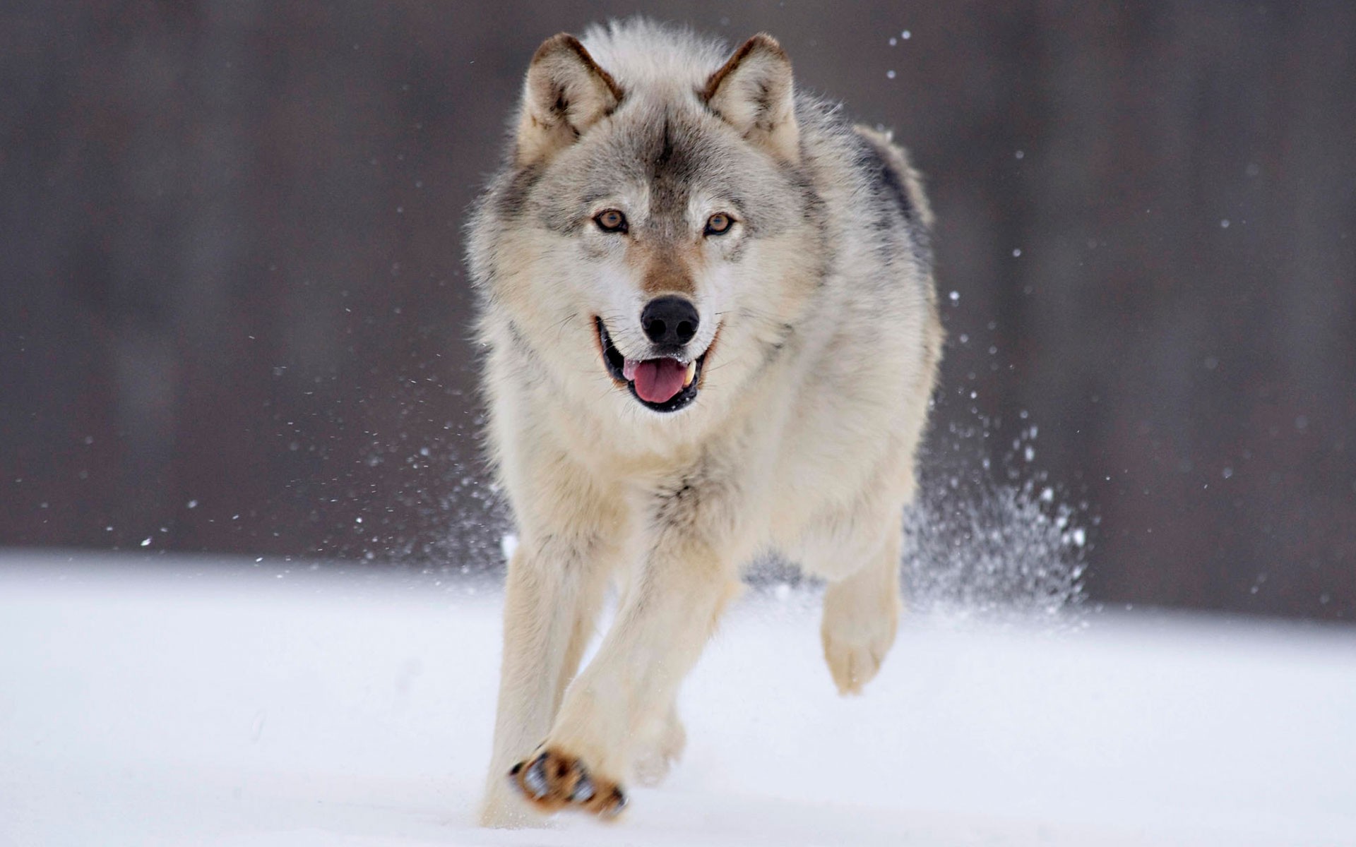 animals, Nature, Wolf, Snow, Run Wallpaper