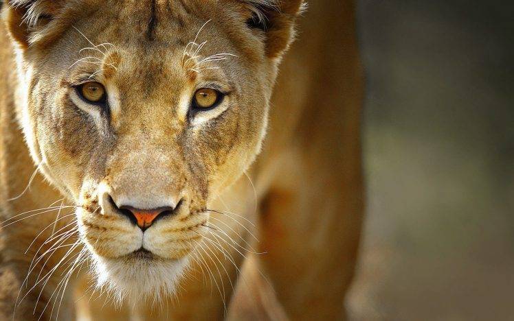 nature, Animals, Lion, Wildlife, Yellow Eyes HD Wallpaper Desktop Background