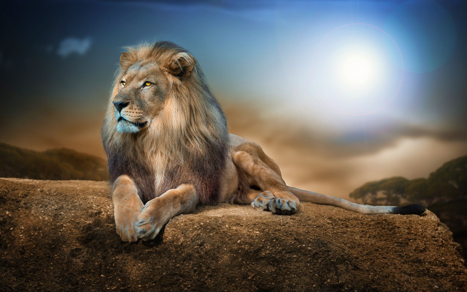 lion, Animals Wallpaper