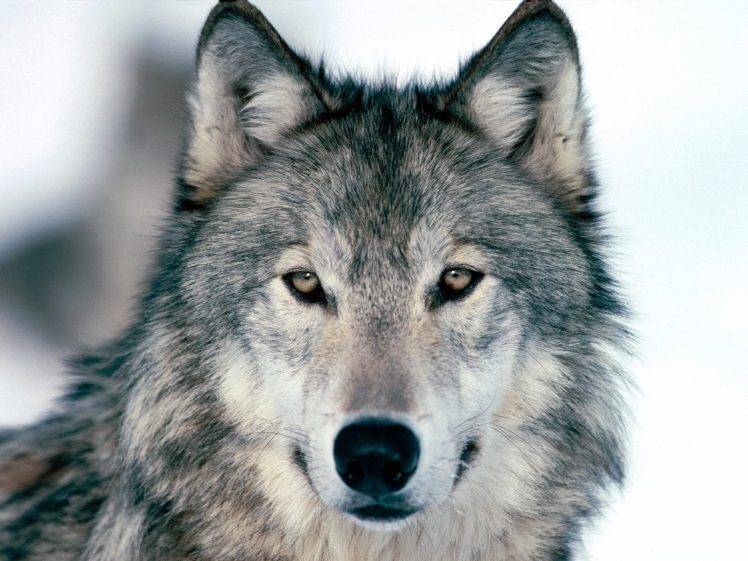 animals, Nature, Wolf HD Wallpaper Desktop Background