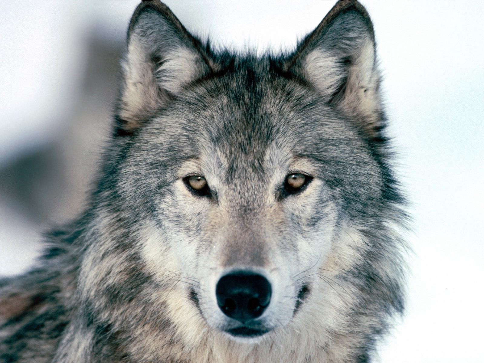 animals, Nature, Wolf Wallpaper
