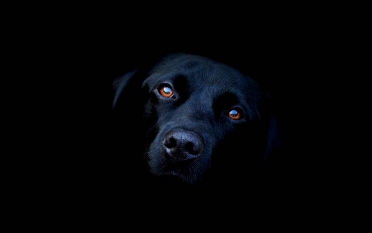 animals, Dog, Black, Labrador Retriever Wallpapers HD / Desktop and Mobile  Backgrounds