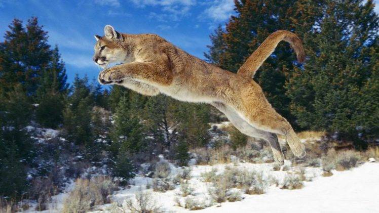 animals, Cougar HD Wallpaper Desktop Background