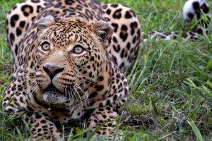 animals, Nature, Jaguars, Leopard