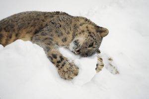 animals, Nature, Snow, Leopard, Baby Animals, Snow Leopards
