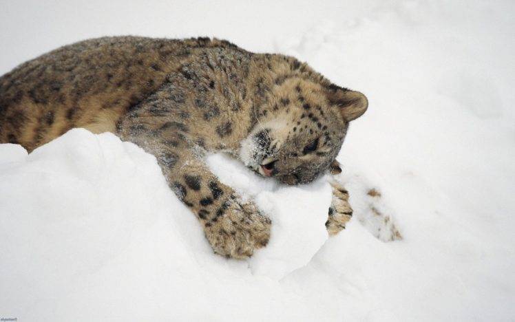 animals, Nature, Snow, Leopard, Baby Animals, Snow Leopards HD Wallpaper Desktop Background