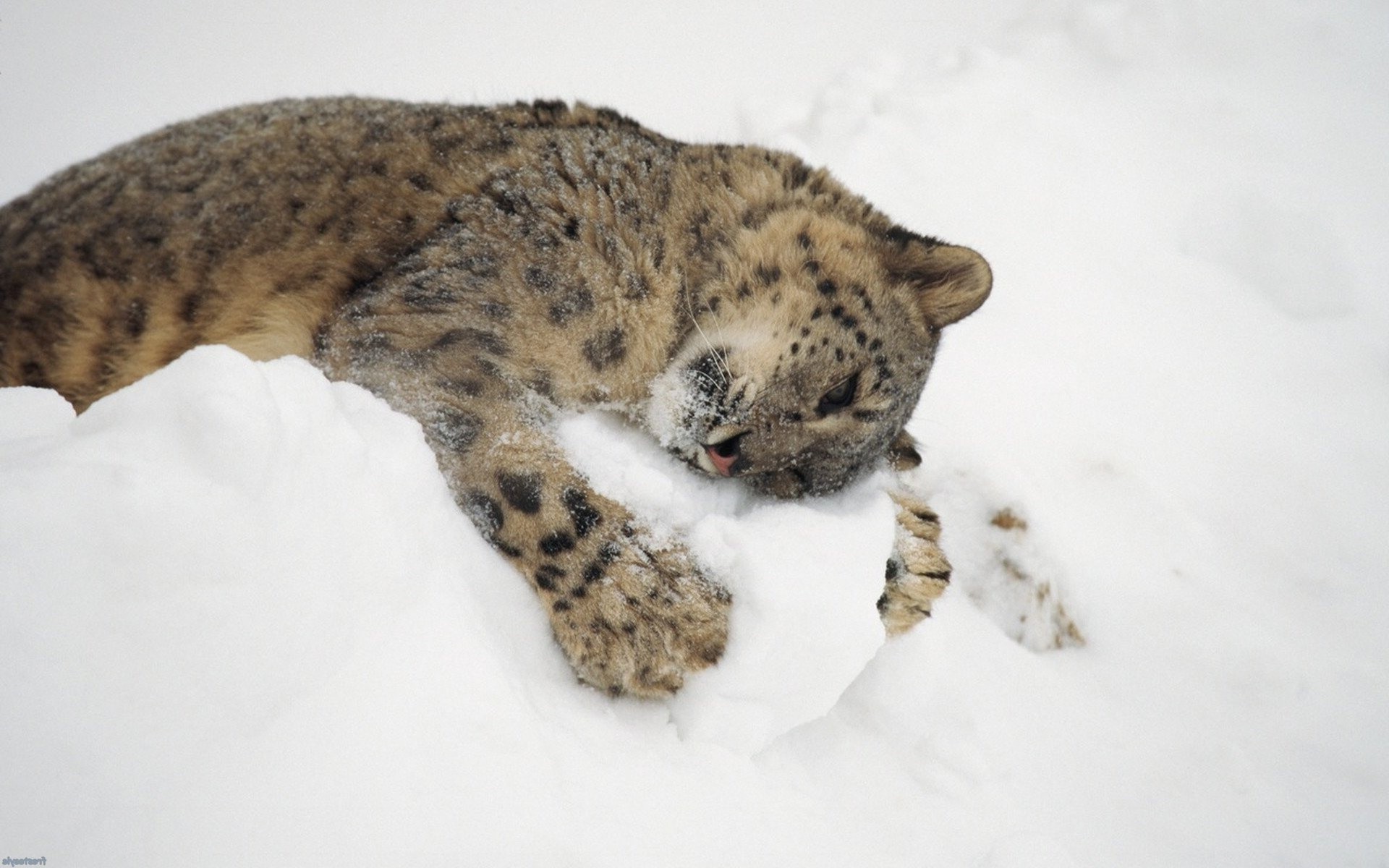 animals, Nature, Snow, Leopard, Baby Animals, Snow Leopards Wallpaper