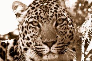animals, Jaguars, Nature, Leopard